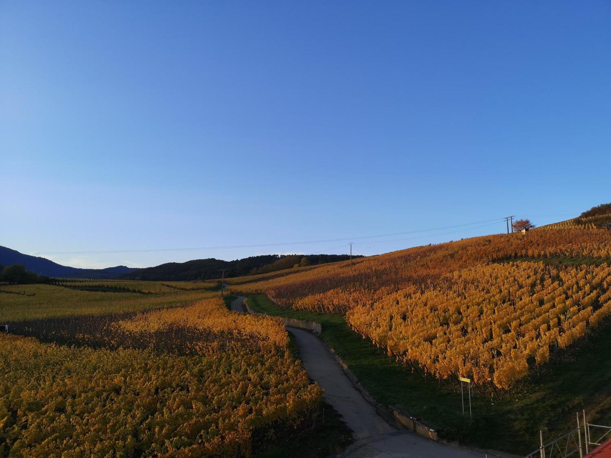 Апартаменти Cocon De Caractere Au Coeur Des Vignes Alsaciennes Берґайм Екстер'єр фото