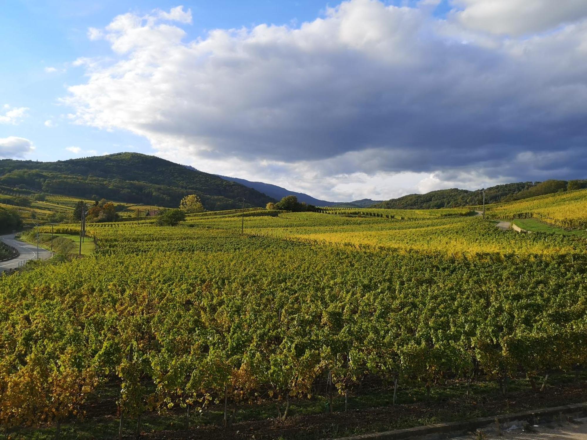 Апартаменти Cocon De Caractere Au Coeur Des Vignes Alsaciennes Берґайм Екстер'єр фото